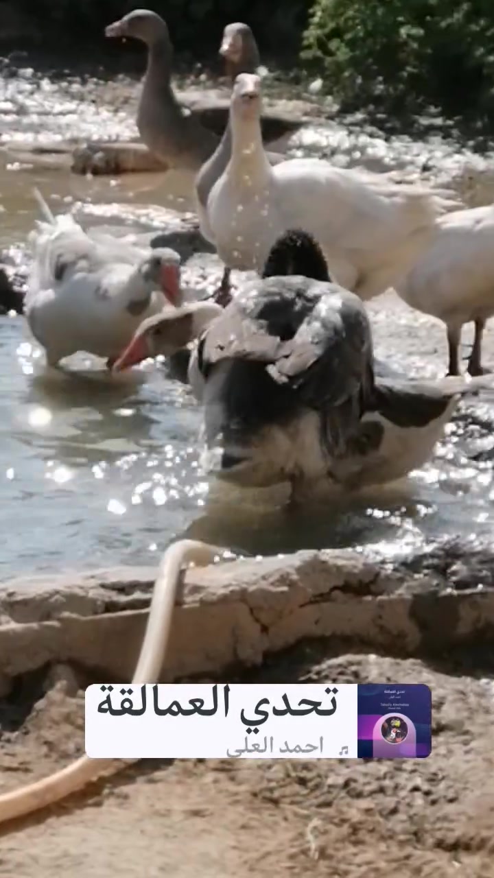 للبيع