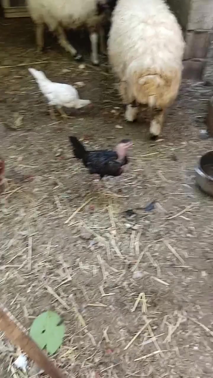 طلي للبيع تكريت حماد شهاب***********
