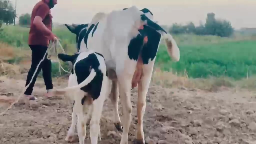 بسم الله الرحمن الرحيم اخوان نعرضلكم بقره حليب وراها حوليه @ على كل عيب مكفوله@خشانه فول امان ونصاحه ٣ تيام@اسعر المطلوب@٣٢٥٠ وبي مجال @اتصل وتابع تفاصيل بلفيديو@ صلاح الدين الشرقاط قرية الخضرانيه@
يوجد توصيل 
***********
