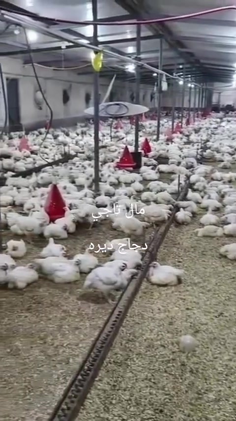 دجاج حي • تقطيع احترافي • توصيل أبو غريب