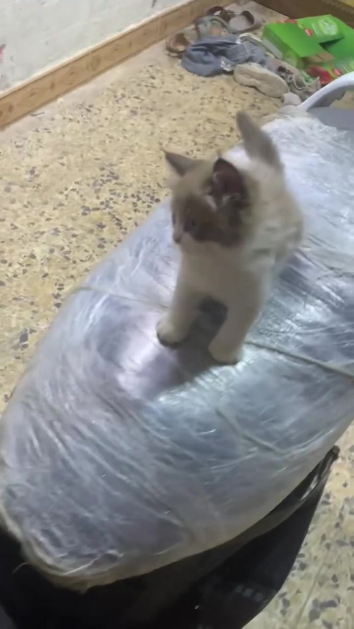 دراجه فراشه للبيع مكفوله مال لعب وكرب مكينتها حلوه خرسه مابيها صوت السعر 250 وبيها مجال قليل رقمي للتواصل *********** مكاني بصره زبير إذا مو شراي لا تدخل خاص
