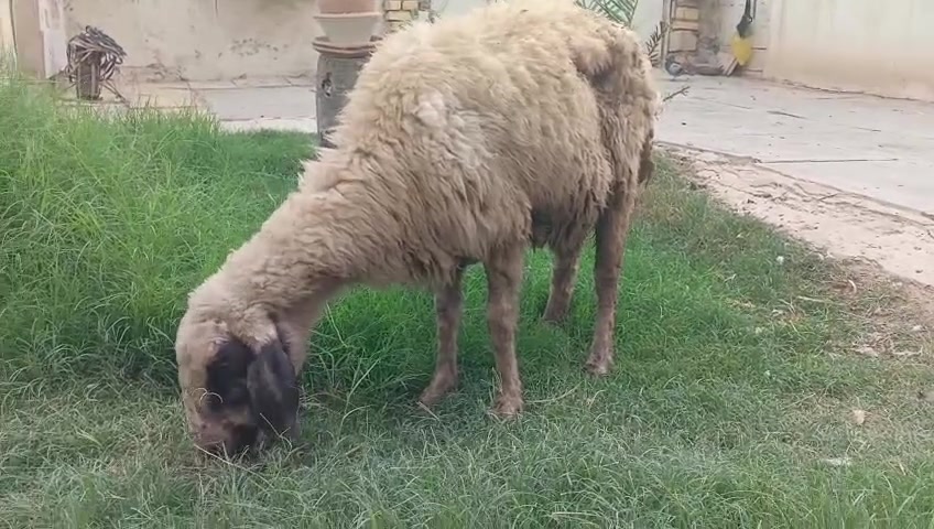 نعجه • للبيع • حي البتول