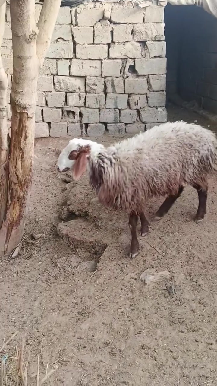 طلي • مشاهدة بالمكان • قابل تفاوض