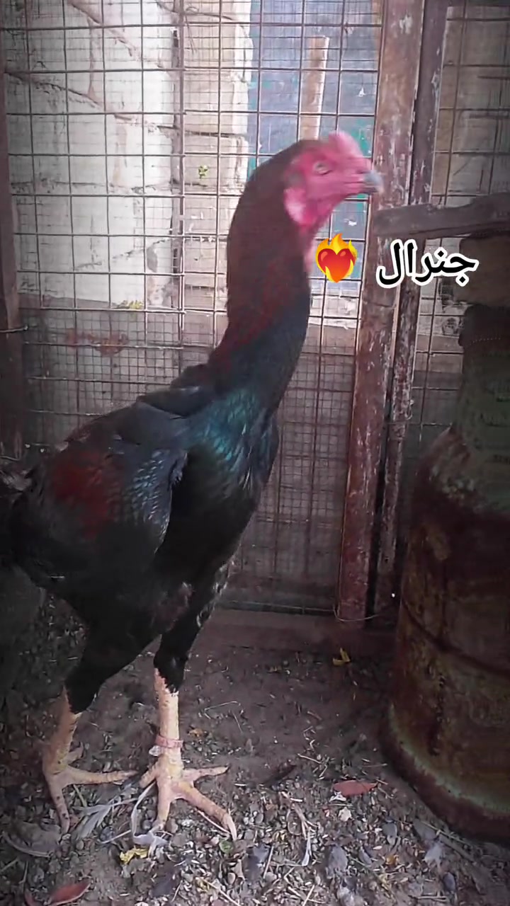 ٤كغ٢٠٠غ • ضخامة • بيجي هونداي