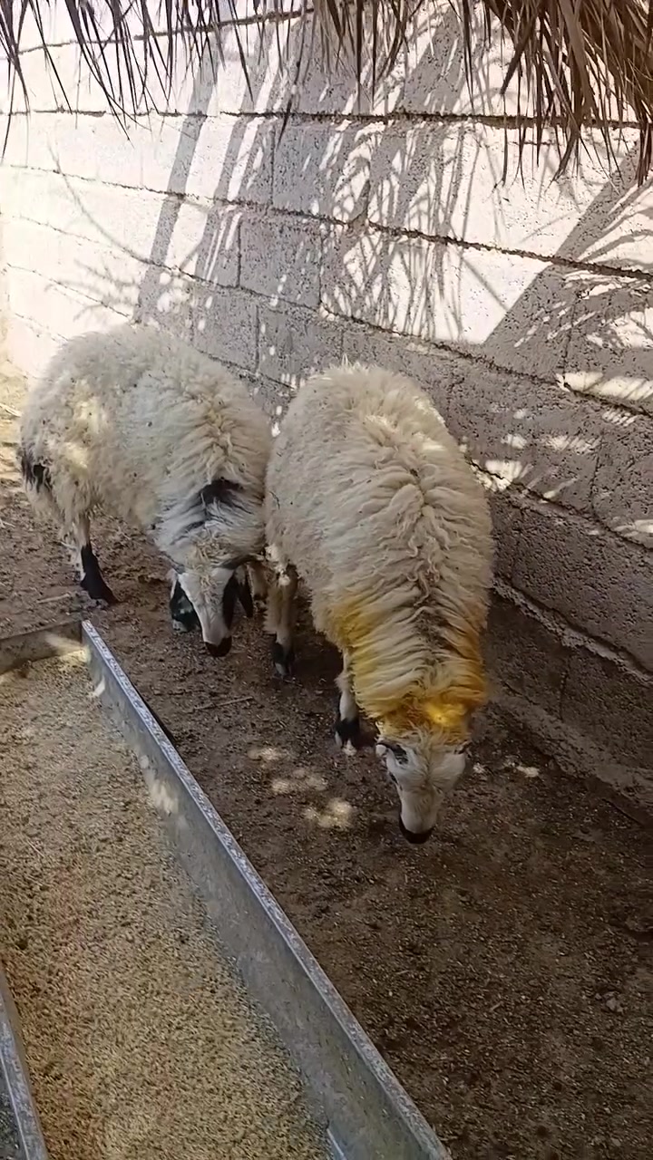 حلوات • مفولات • واتساب