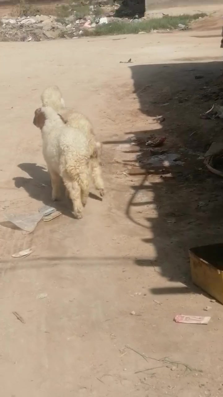 طليان • شهادة صحة • دوانيه الشاميه