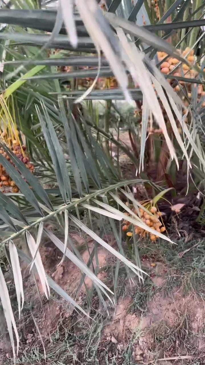 مرجوحه • ساحة سعد • الحيانية