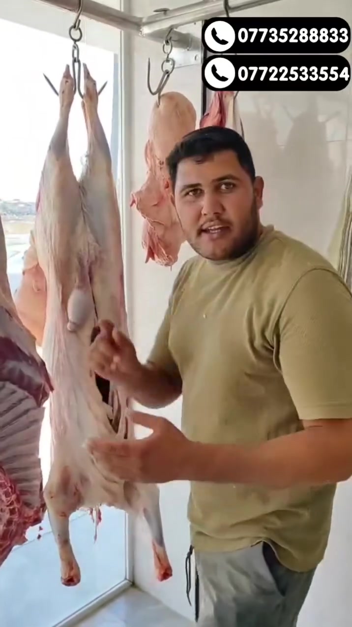 أجود أنواع الخراف  متوفرة حالياً 🐑✨
​صحة ونظافة ولحم درجة أولى، وتفحص عينك ميزانك قبل الشراء.
​📍 الموقع: [كركوك شارع الكورنيش قرب مول كركوك 2]
📞 للتواصل والاستفسار: [***********/***********]
​حياكم الله جميعاً أهلاً وسهلاً بكم.
