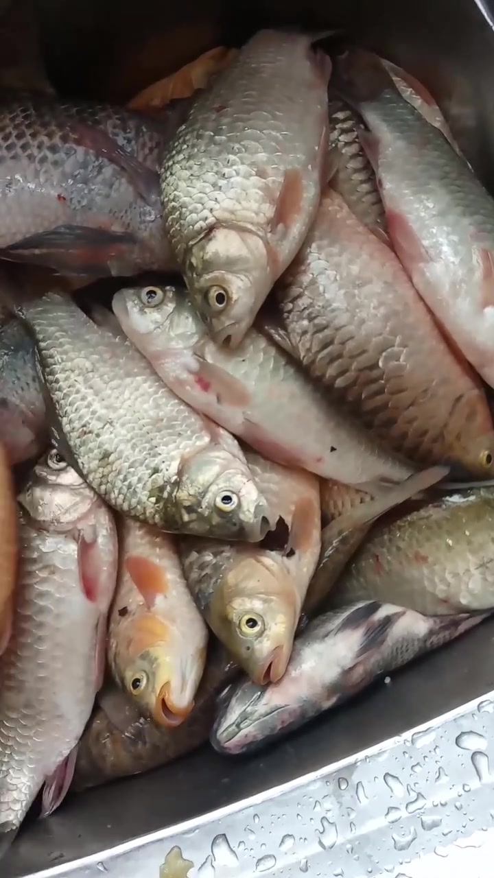 سمج شط • ربع كيلو • توصيل