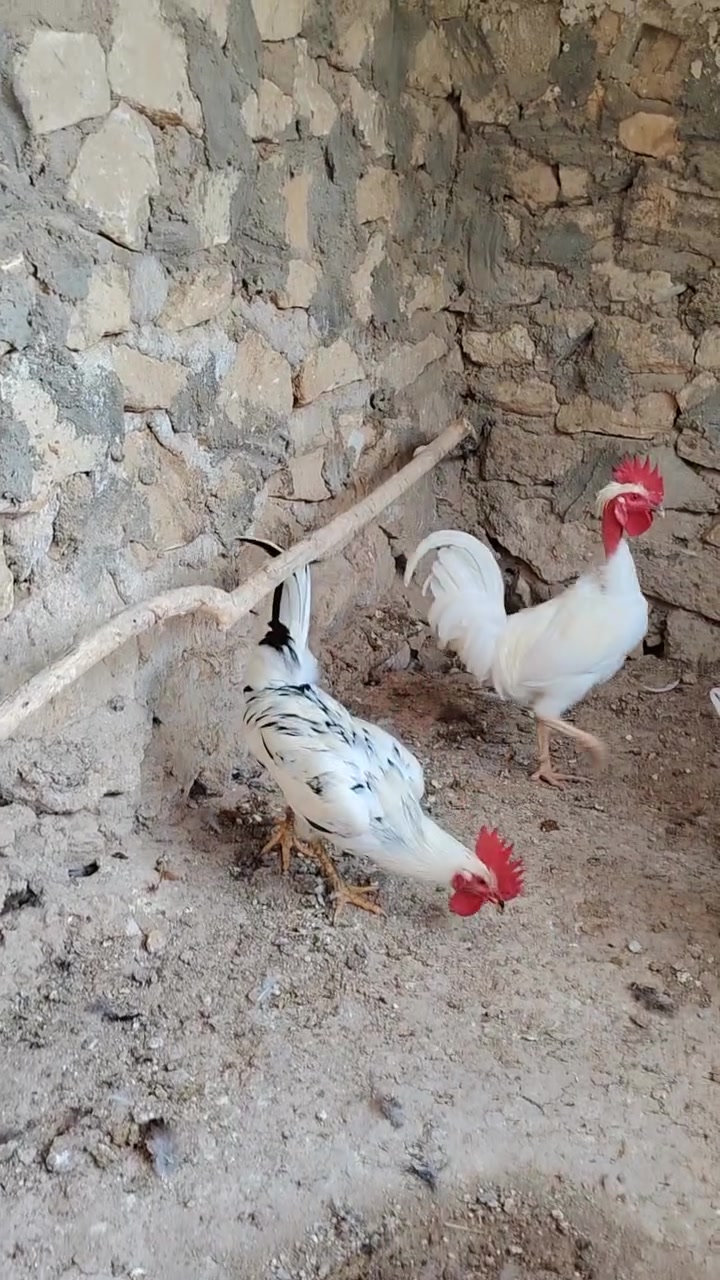ديوكه • ورد • الباكله