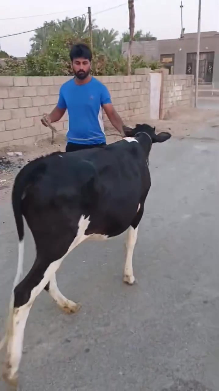 بسم الله ما شاء الله
وينه الي يدور حلال اوله

#بجر زراعيه مال جني عليها ٦ أشهر متعهده عل فحص حلوه وهديه جدا وينهم الجناية

#فطايم العدد ١٢_/من حلال اكريش حلوات وخشنات يرهمن  ارباط وكصابه حلال اوله

#كشاتير أسمان كلش حلوات وخشنات

#المكان واسط الشحيميه قريه ١٠
*********** اتصل

علق أب تم يوصلك كلشي جديد @إشارة
