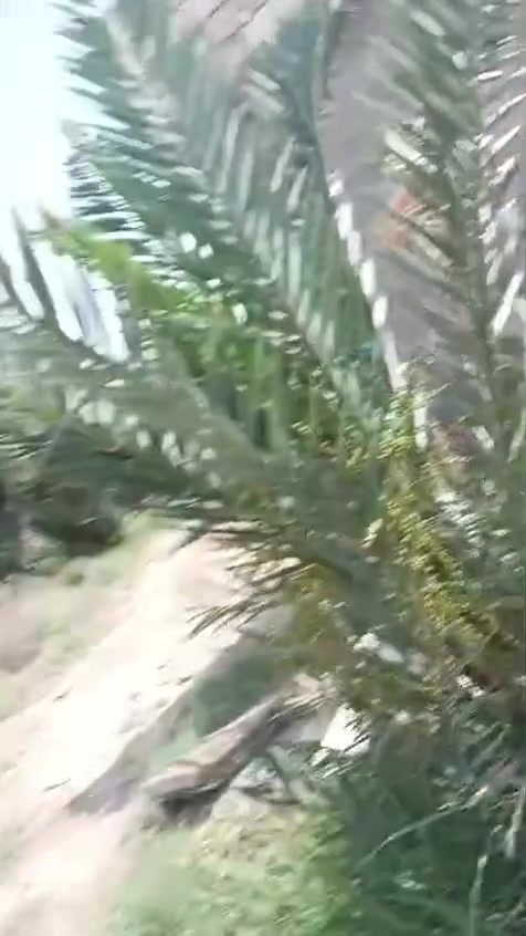 يالله سلام عليكم بستان مع بيت مرتب خمسه دوونم. يحتوي علا 40 نخله حمال ومشروع ماي سقي وساله نهايت شارع السفينه  قرب مدرسه المبدأ 
الاستفسار ***********
