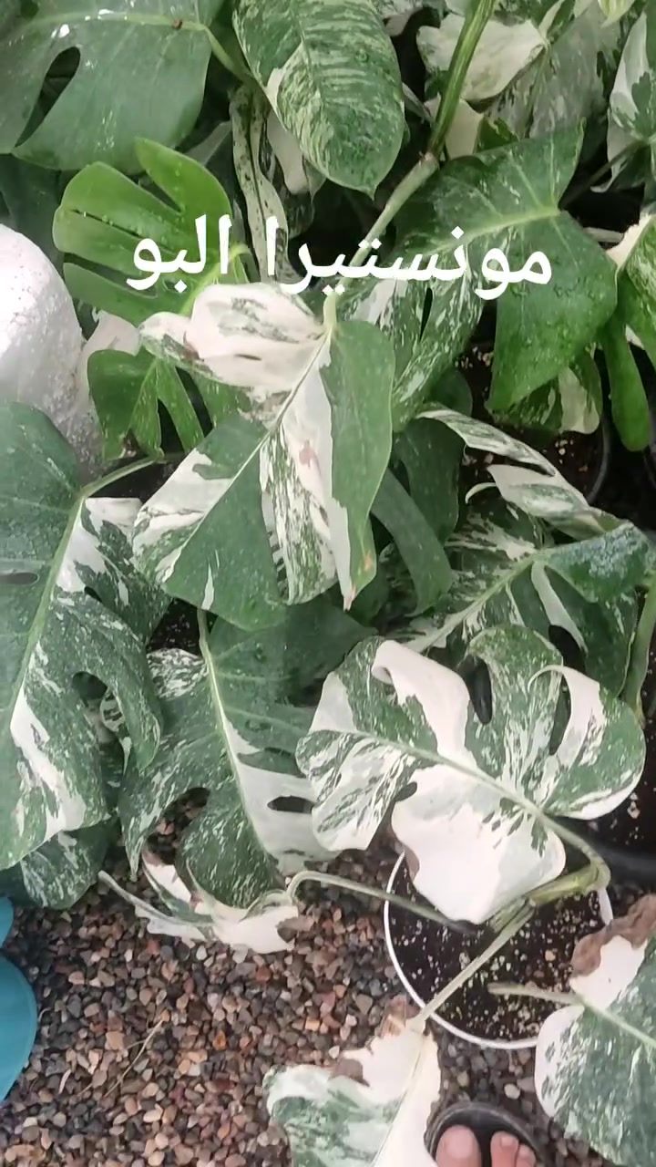 مونستيرا ألبو • مبرقشة • نادر