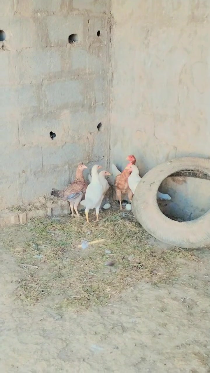 متاح دجاجه هيه وبناتهه مكان الطيفيه وراهه 7 اتصل ودلل ***********
