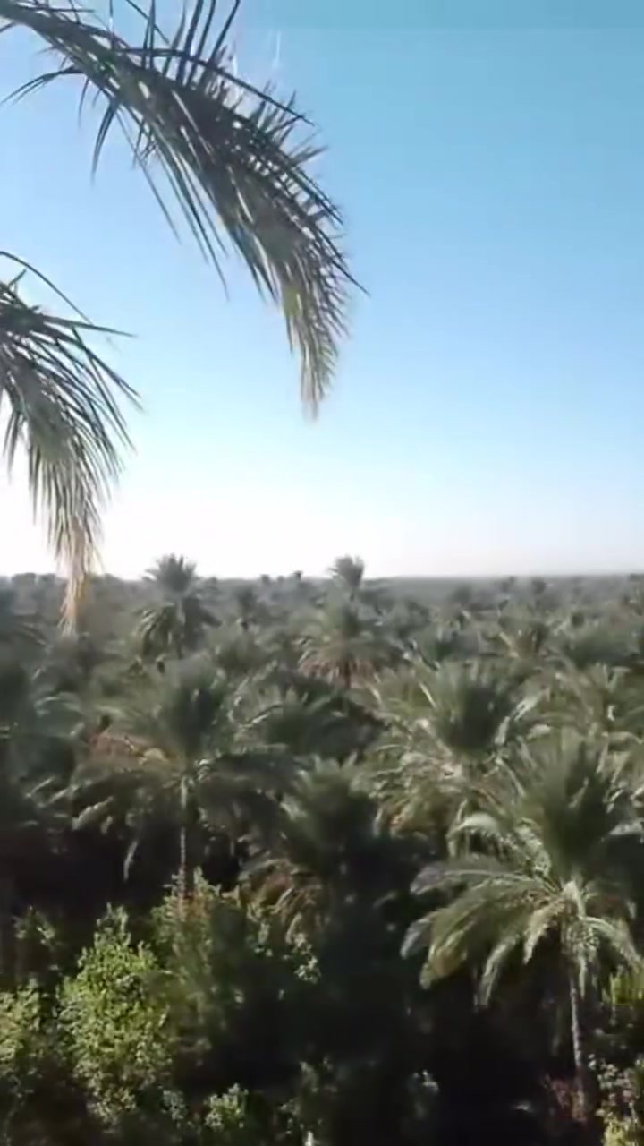 تنظيف النخل • خدمات بستنة