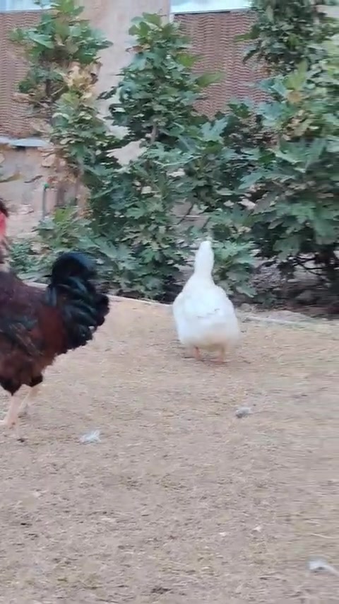 عرب ابو ركبة • نثية • بغداد تاجي