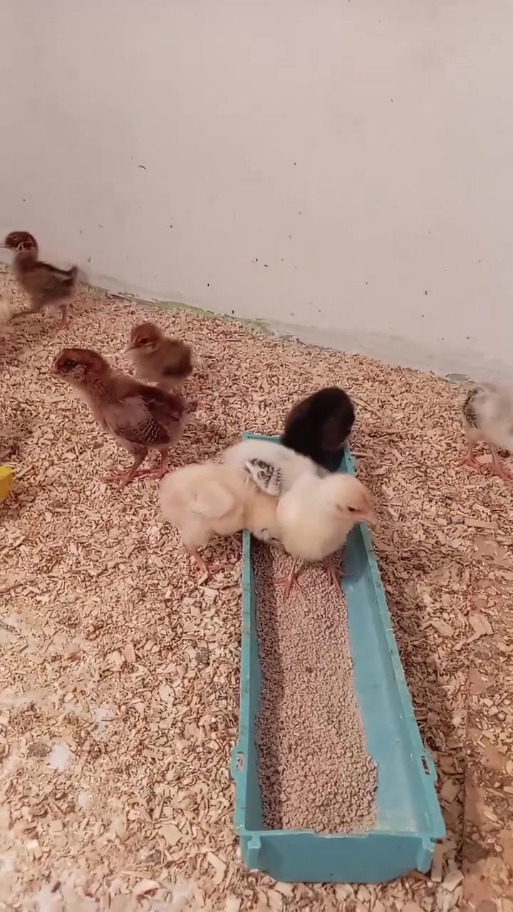بسم الله ماشاء الله صواصي عرب شرط عرب أصلي العمر ١٥ يوم العدد ١٠٠ تك لقاح كامل سعر الزوج ٣الآف قفل قفل قفل مكاني موصل الأيمن توصيل مجاني داخل الموصل فقط خارج الموصل توصيل ع مشتري
ملاحظة جماعت التوصيل اقل طلب ٥ زواج ***********
