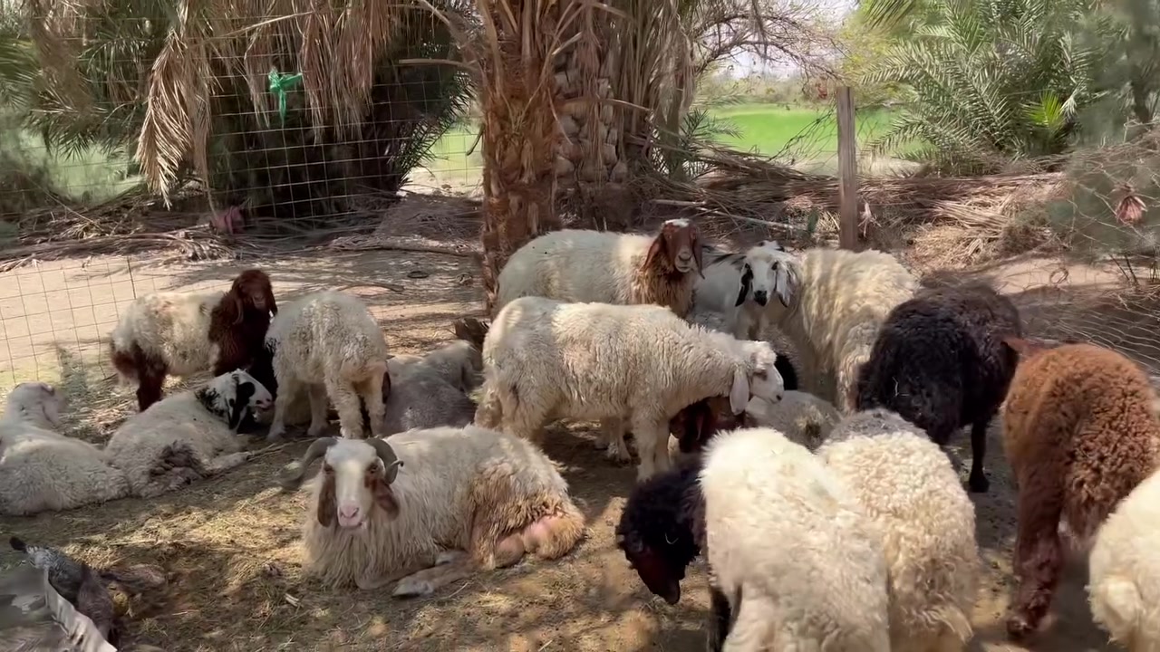 سلام عليكم طليان عدد18 سمان معلوفات زين تصال رقم *********** رقم ثاني *********** وشاري بيه خير تدلل
