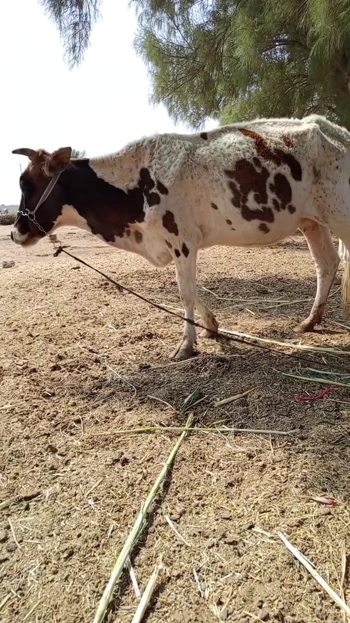 دابه هولندية • درجة أولى • بابل