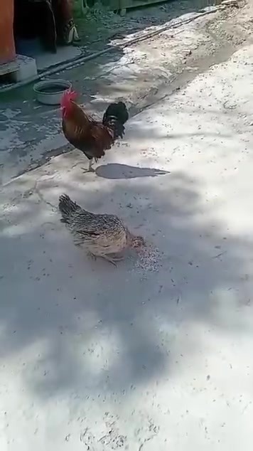 ديج كويتي خط اول و دجاجه عربيه رايدهن ٤٥ الف ريدهن ينتصل ***********
