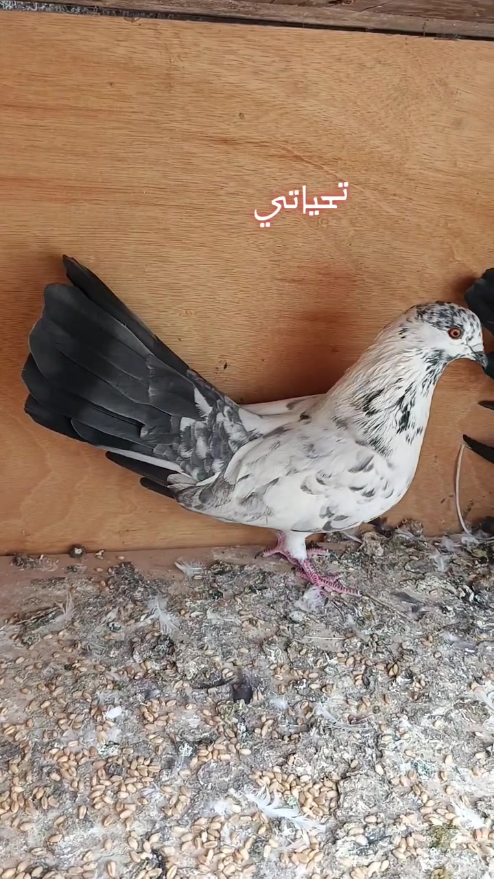 مشاجير رس • خط أول • ٥ زواج