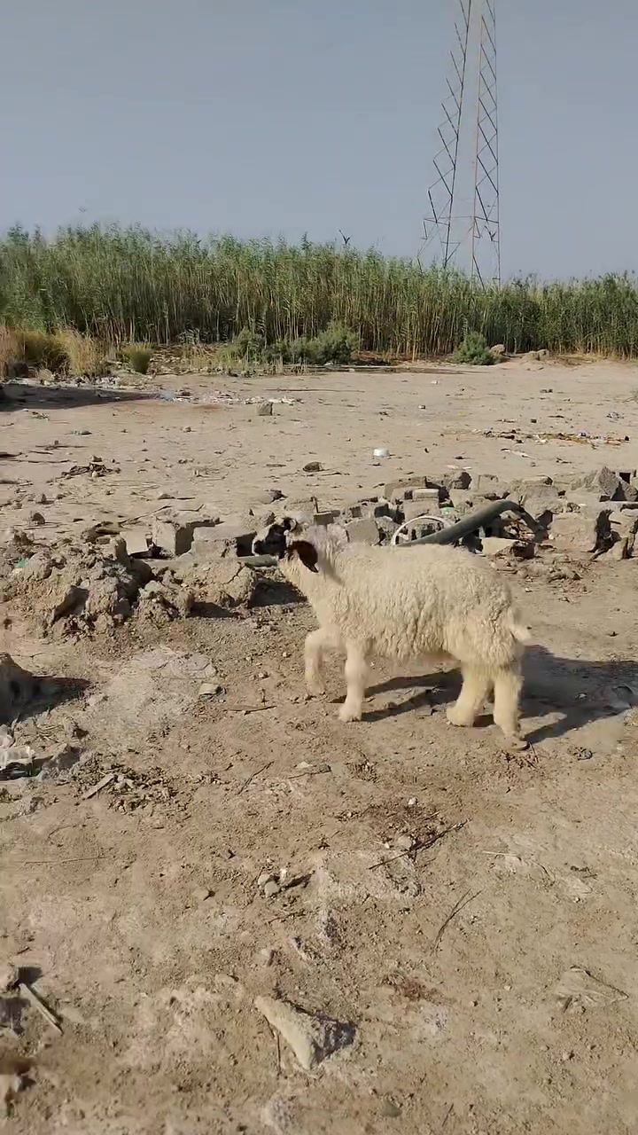 يا الله سلام عليكم طلي ذكر حلو كلش شرط الصحاه مناسبه ب270 وبي مجال مكان كوت حي الجوادين مقابيل السياسيين اتصل وبيك خير وتدلل ***********
