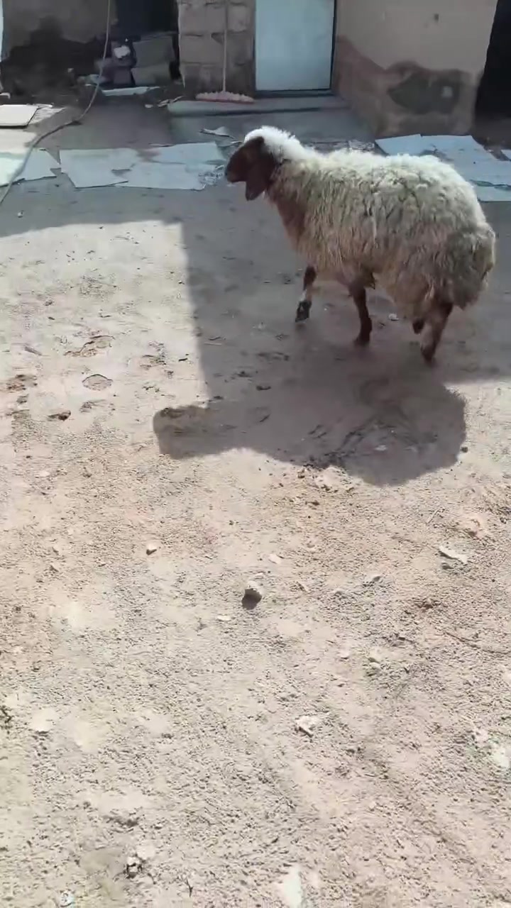 اخوان دجه • قابل تفاوض