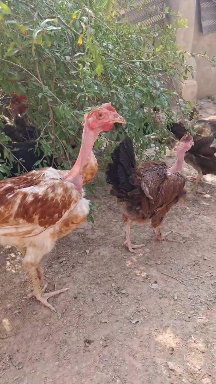 ديوكة • امهات ركيبة