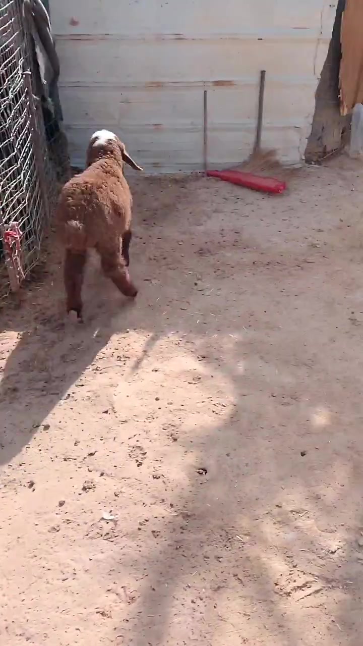 فطيمه • مال ربط • سعر مناسب