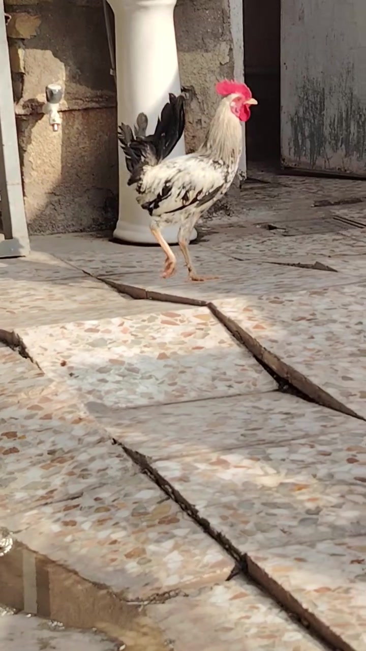 ديوجه ٢ • فروج • ٣ أشهر ونص