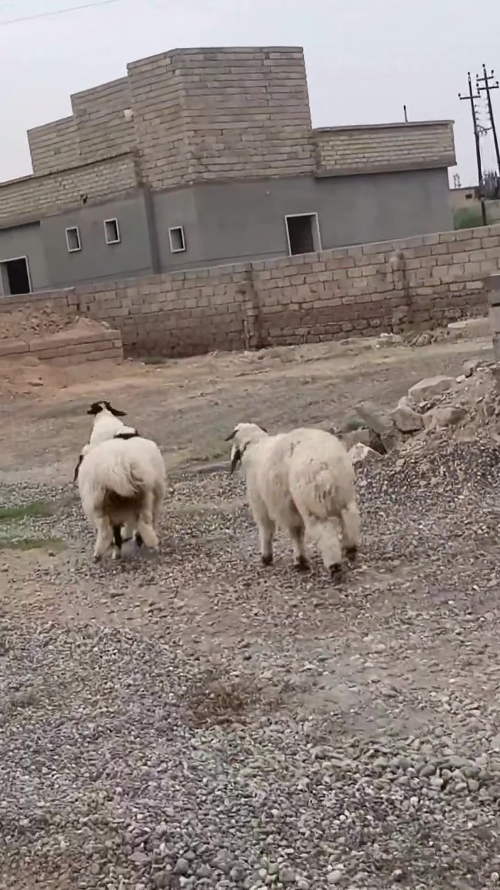 جوز طليان • جوز فطايم • الشرقاط