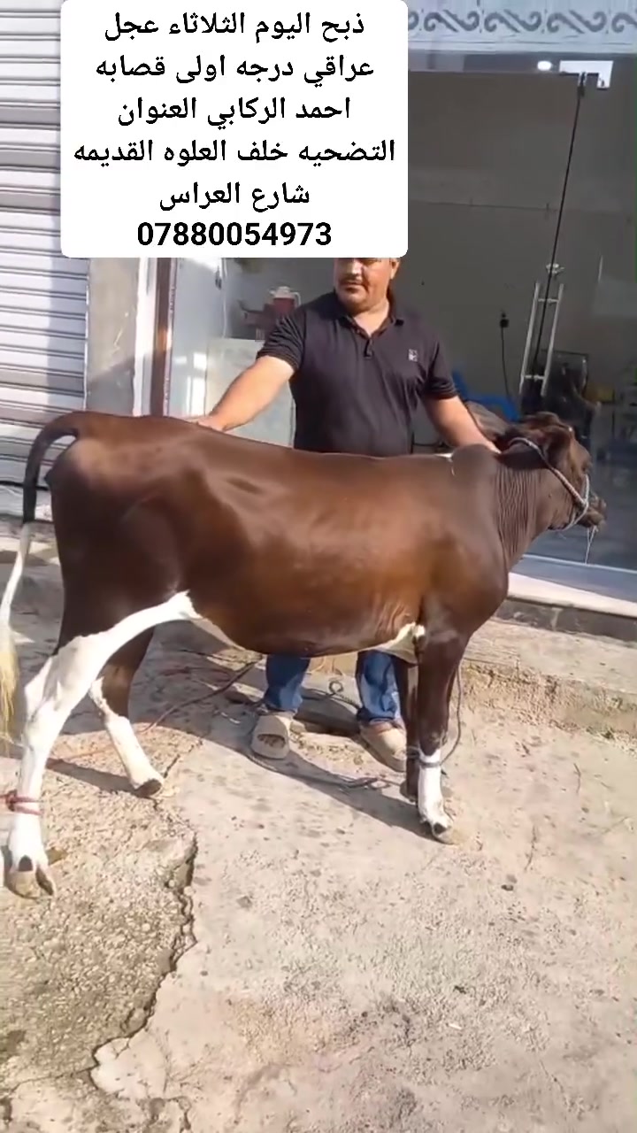 عجل عراقي • ذبح اليوم • تجهيز مطاعم