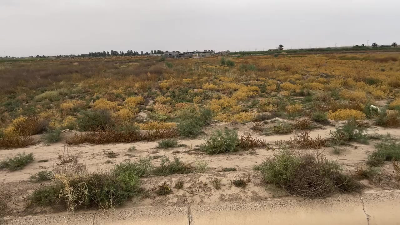 جزيرة البوعلي الجاسم • ٣ دونم • طابو زراعي