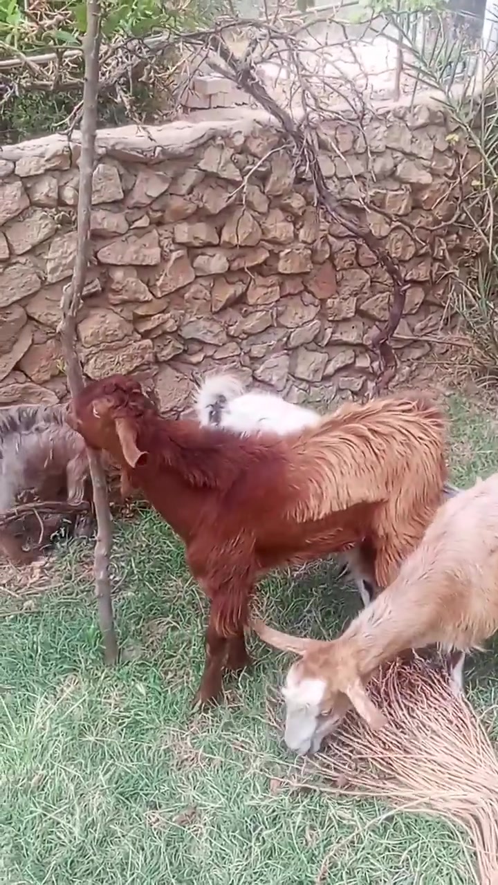 عنزين • جدي • صخله