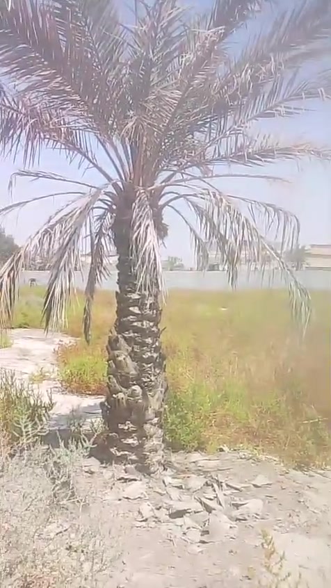 السلام عليكم نخلات برحي مال ابو الخصيب برحي حرر مكاني ابو الخصيب منطقت حمدان البيع سعر خاص ستفسار عله رقم ***********) ***********
