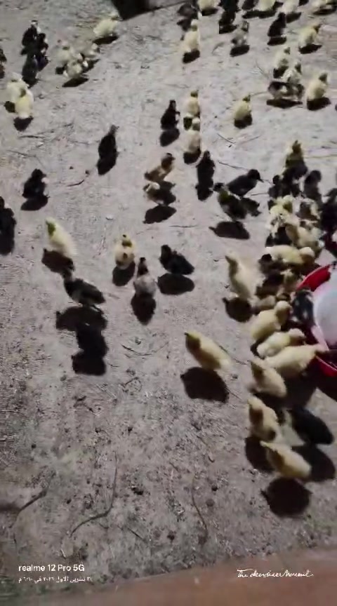 صواصي بط • قرية العباس • للبيع