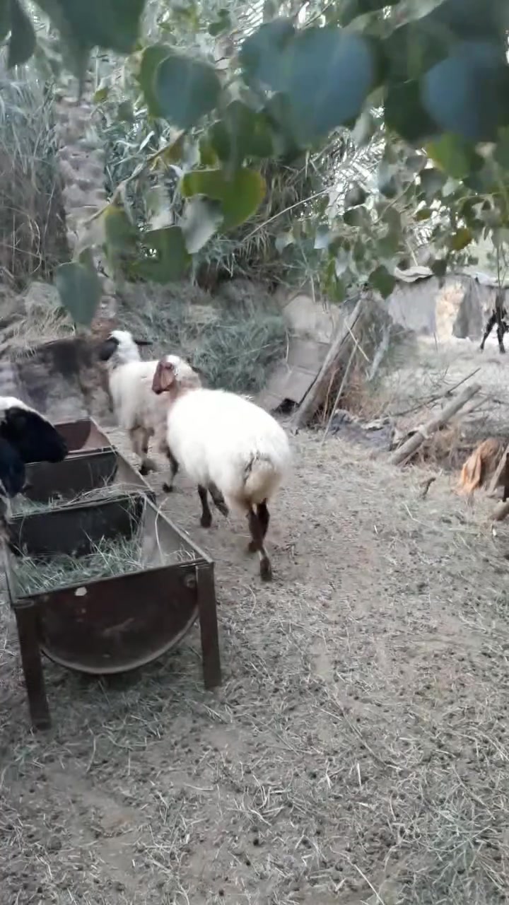 وين الجناي وراجين مكفولات عين وسن وشطر مضاريع مكاني كربلاء طوريج ***********
