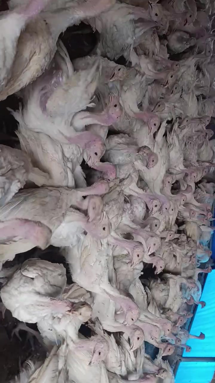 ماشاء لله کامل نێر  باڕه قه لی که نه دی ئه سڵی
وه زنیان ده وری 2 کیلۆیه 
 وه زنیان تا 30 کیلۆ ده ڕوات به زه مان 
جوتی 30 هه زار 
شوێن عەربەت ***********
***********
