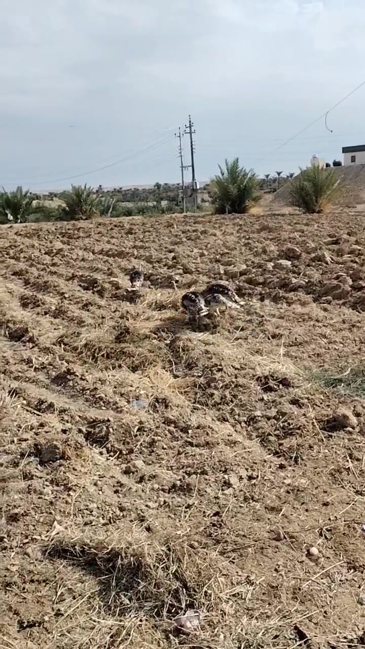 عمر سنة • هرفي • مثل بالصورة