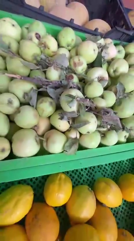 السلام عليكم
ميوز مخضر للبيع 
ميزمخضر داخلي 
ميز مخضر خارجي 
ميز خضره 
گبان اكتروني ابو ال١٠٠
صناديج فواكه تركيه
كماموضحات بمقاطع الفيديو 
للأستفسار ***********

