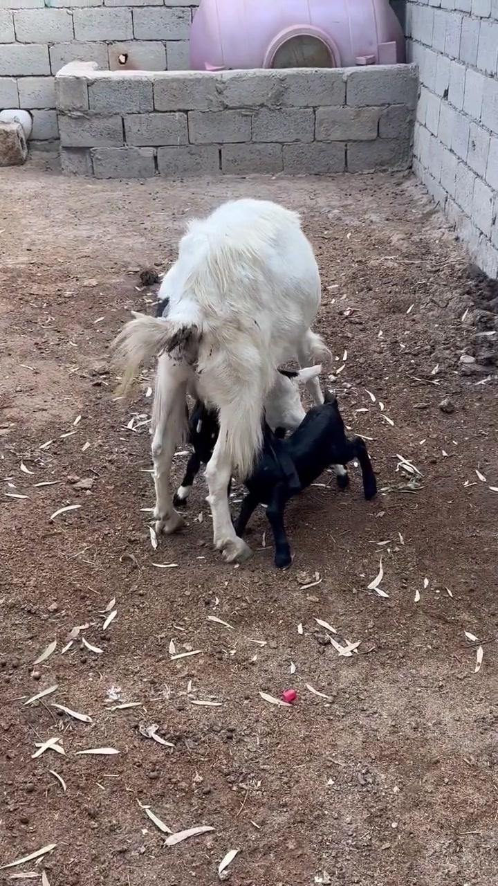 أفغانيه لبيع وراهه توم ثالث بطن رايدهه ٧٥٠وبيهه مجال بصيط مكاني شهربان المقداديه
***********
