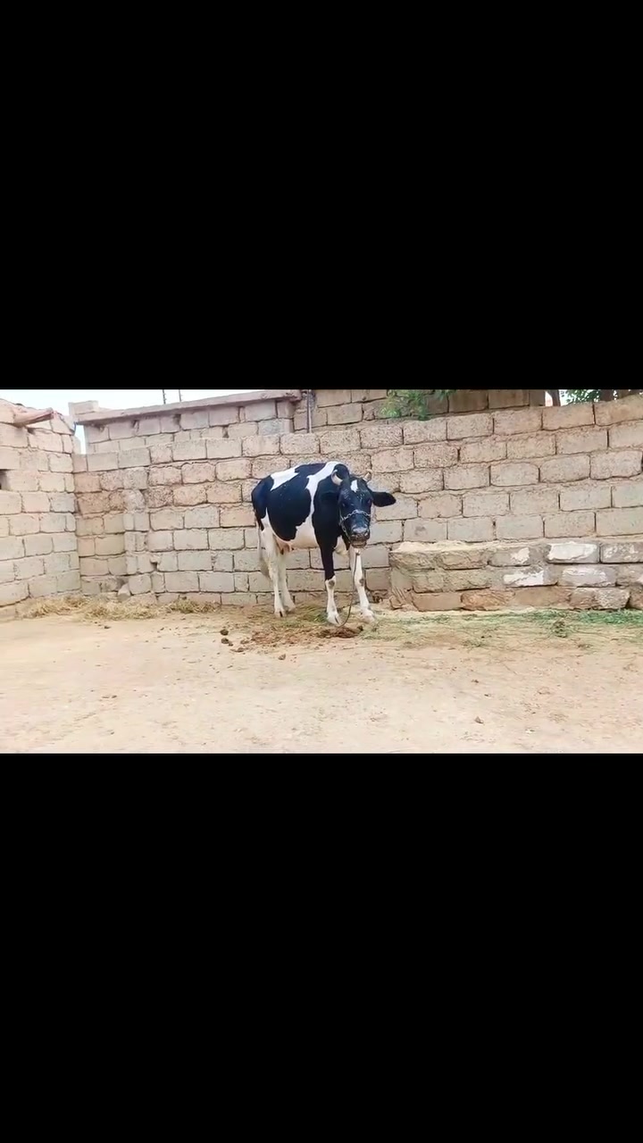 حلال • حليب • صلاح الدين الشراقاط