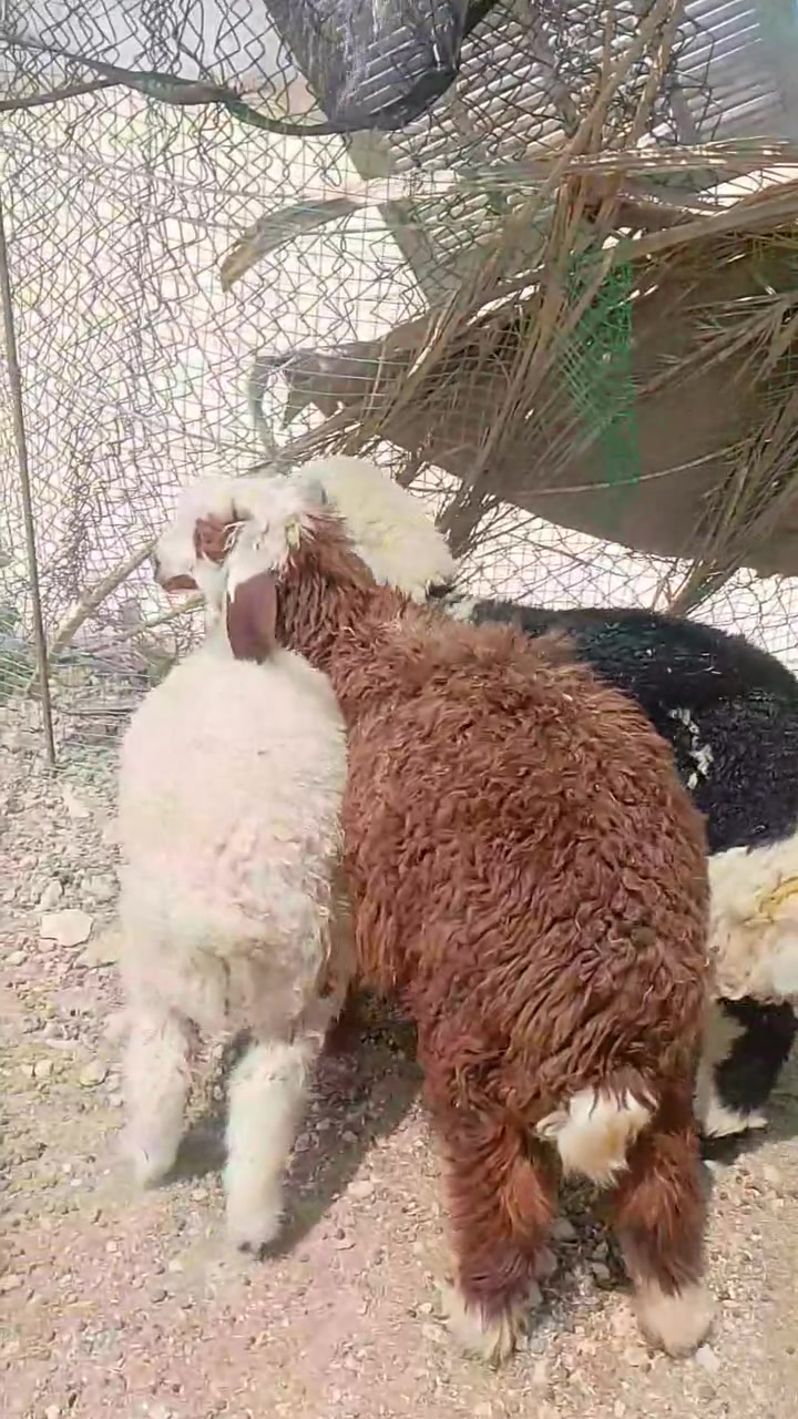 السلام عليكم 
طليان 2 وفطيمه طوسه حلوه ماشاءالله الطلي الجبير يرهم كصب ويرهم ربط وذاك لا ينربط فول نصاح وملقحات ماخذات كامل العلاجات مكانهن الانبار حديثه الشراي يتصل وبي خير ويدلل ***********
