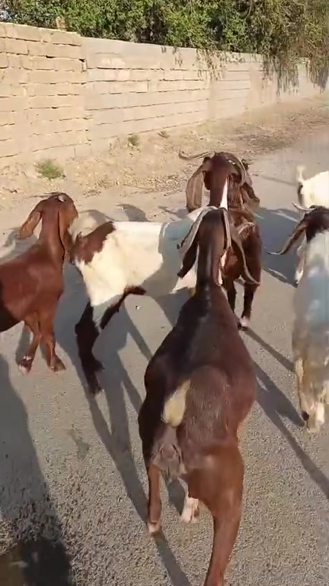 بسم الله ما شاء الله
صخول العدد اربعه مطافيل بناتهن بكدهن حلال حلو وخير من الله +ورجينه سمينه وينهم الجناية حلال رقم واحد
المكان واسط الشحيميه قريه ١٠
***********
ملاحضه اخوان اشتري جميع المواشي وشتريد من ذبايح مال مناسبات مال ارباط حلال جني عدي
