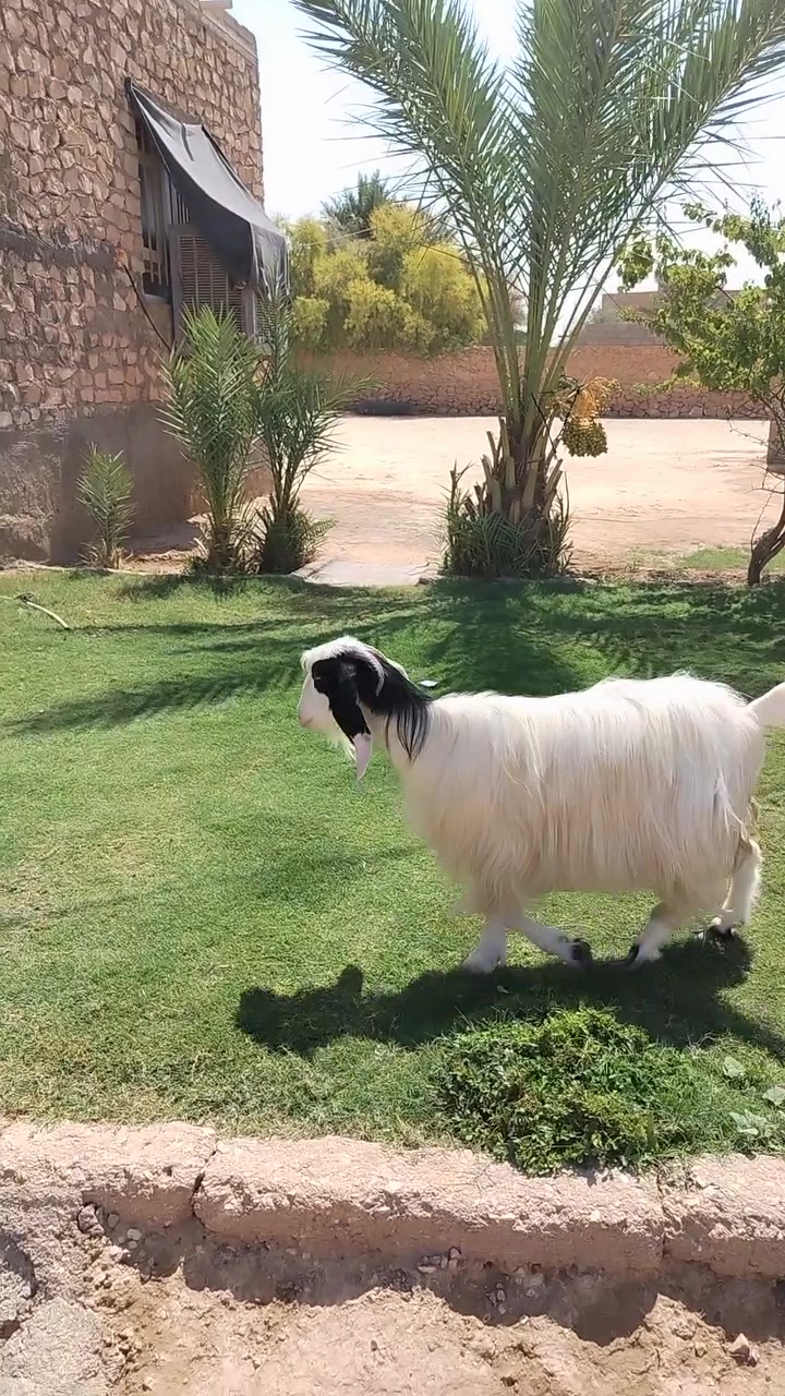 مشاءالله صخله حلواه مالت جنيه شرط النصاح على كل عيب السعر 250 العنوان القائم كرابله. تواصل ع الرقم ***********
