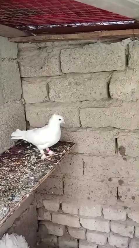 نثية دشية • بصرة جمعيات • ماعندي توصيل