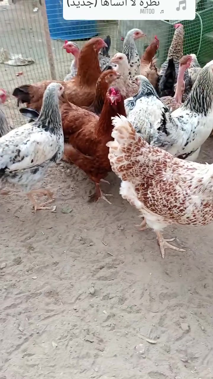 دجاج • رخصة الادمن • الكرابله