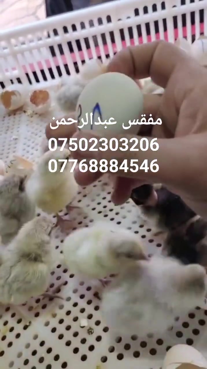 مفقس بيض دجاج • أحدث الأجهزة • الموصل كوكجلي