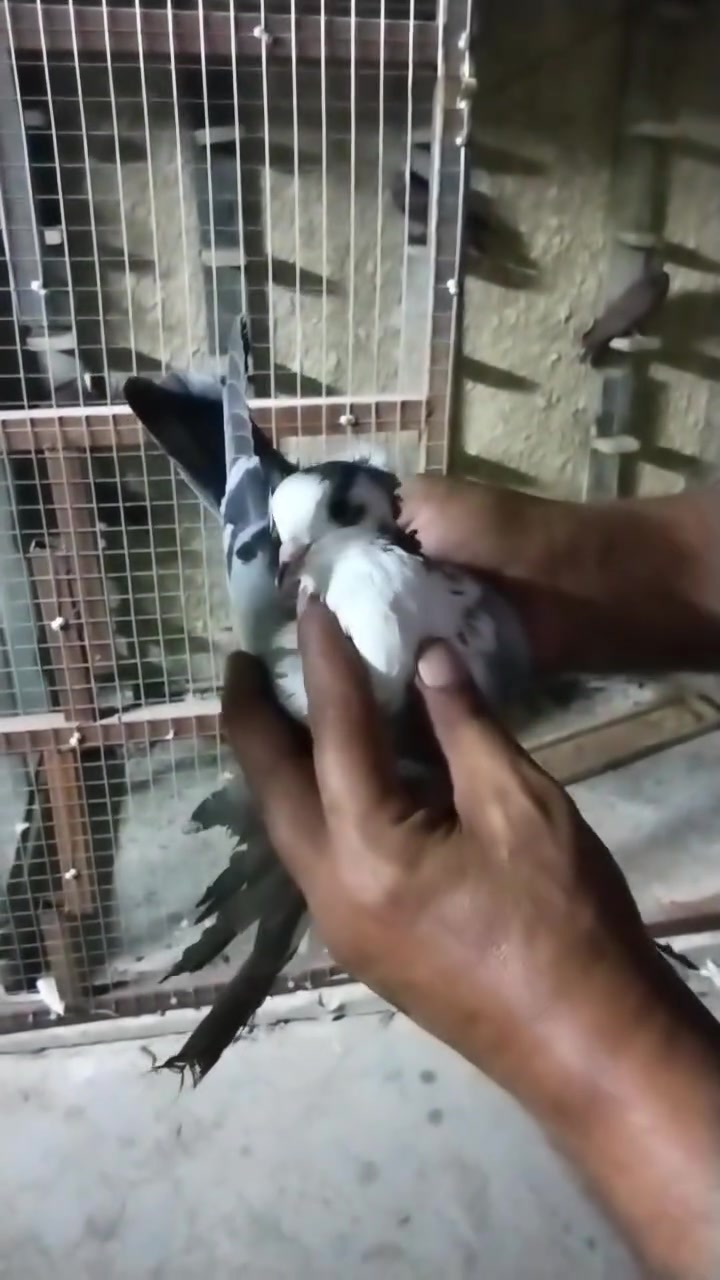 للبـــــيــــــع/***********/*********** واتساب
