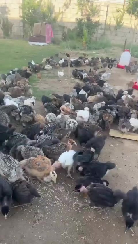 عرض خاص لمدة يومين افراخ ابو رگيبه العراقي الأصلي اانسب سعر ماخذ كورس فيتامينات ولقحات 
العمر 45 سعر الزوج 7000 سعر التك 3500
العنوان حمام العليل 
شرط عراقي الأصلي 
للحجز الاتصال على الرقم اوالوتساب
***********
